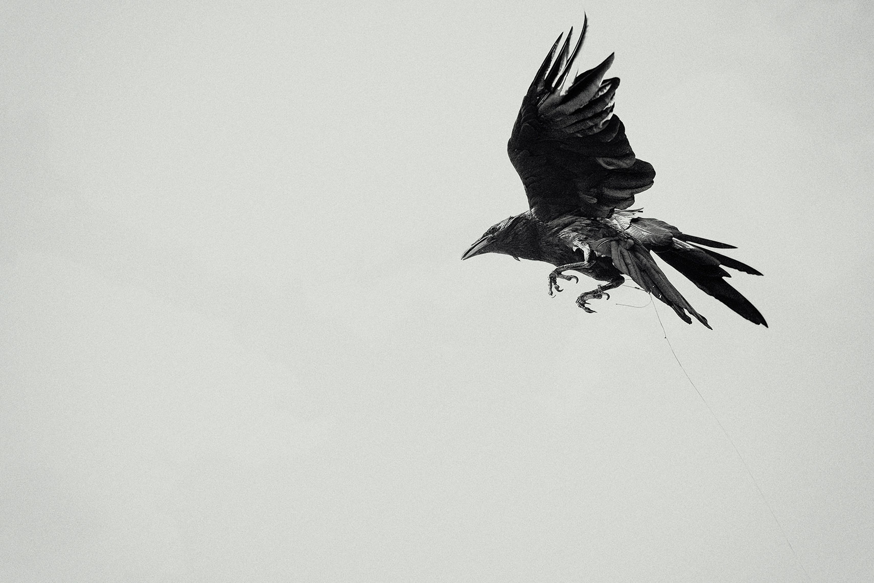 KurtIswarienko-Crows174RTFclmw